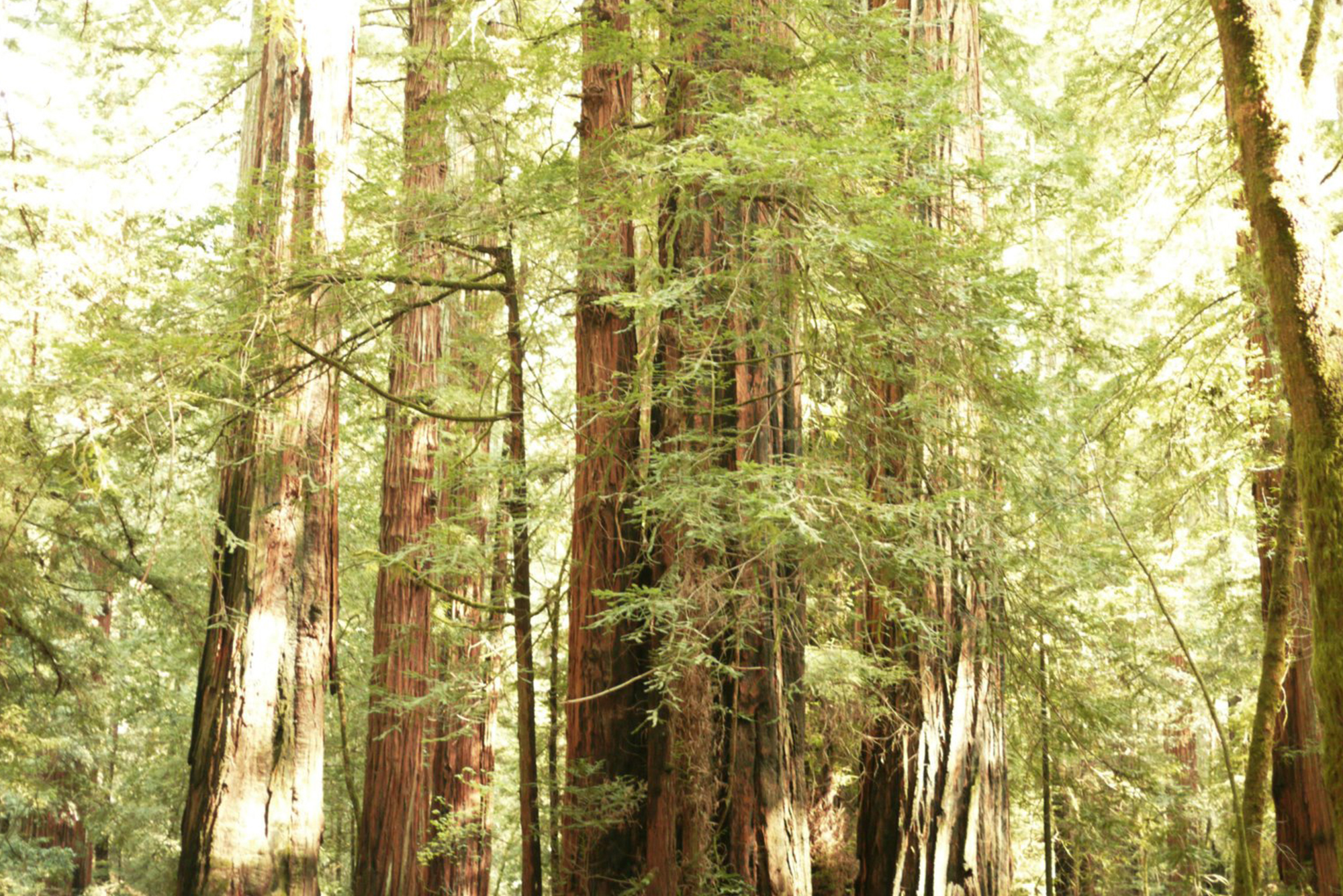 Banner SA Redwoods